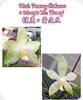 P. Penang Violacea x tetraspis Mr. Huang